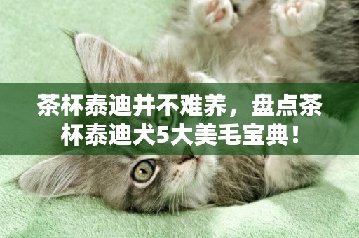 茶杯泰迪并不難養，盤點茶杯泰迪犬5大美毛寶典！