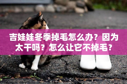 吉娃娃冬季掉毛怎么辦？因為太干嗎？怎么讓它不掉毛？