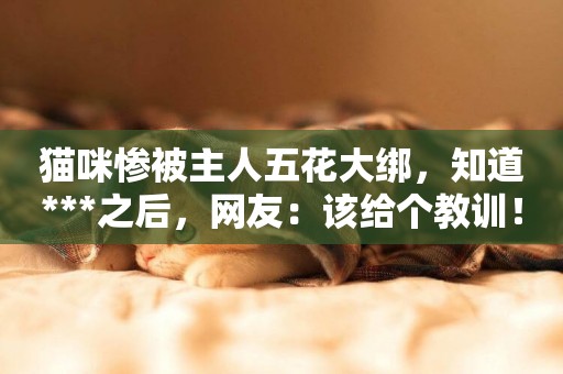 貓咪慘被主人五花大綁，知道***之后，網友：該給個教訓！