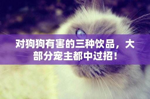 對狗狗有害的三種飲品，大部分寵主都中過招！
