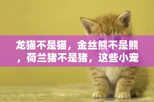龍貓不是貓，金絲熊不是熊，荷蘭豬不是豬，這些小寵怎么肥四？