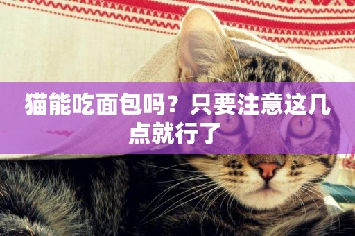 貓能吃面包嗎？只要注意這幾點就行了 