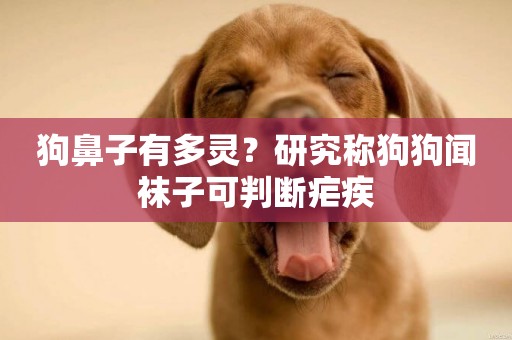 狗鼻子有多靈？研究稱狗狗聞襪子可判斷瘧疾