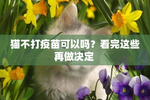 貓不打疫苗可以嗎？看完這些再做決定 