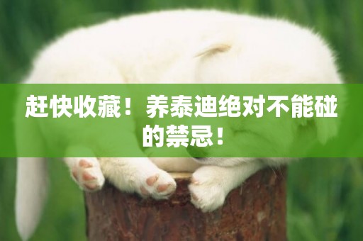 趕快收藏！養泰迪絕對不能碰的禁忌！