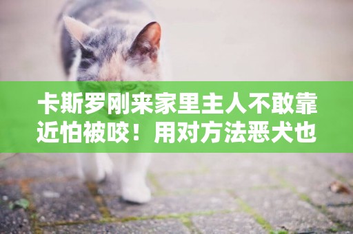 卡斯羅剛來家里主人不敢靠近怕被咬！用對方法惡犬也會變成小綿羊