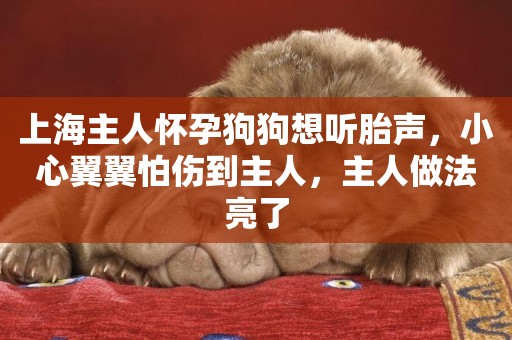 上海主人懷孕狗狗想聽胎聲，小心翼翼怕傷到主人，主人做法亮了
