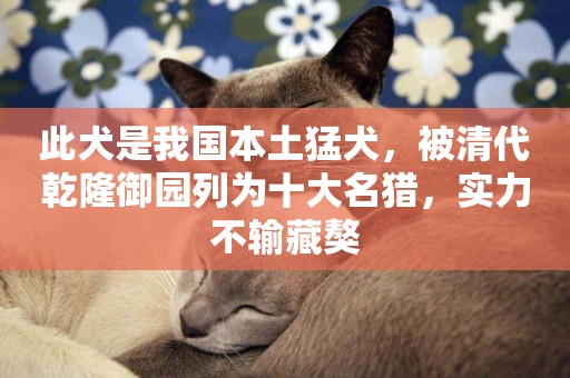 此犬是我國本土猛犬，被清代乾隆御園列為十大名獵，實力不輸藏獒