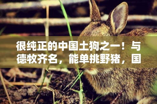 很純正的中國土狗之一！與德牧齊名，能單挑野豬，國內卻少有人知