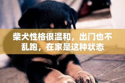柴犬性格很溫和，出門也不亂跑，在家是這種狀態