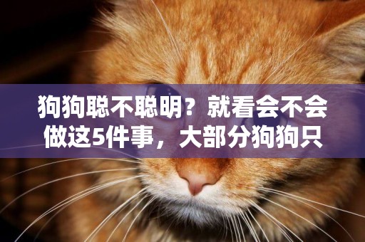 狗狗聰不聰明？就看會不會做這5件事，大部分狗狗只會兩三種！