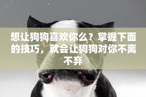想讓狗狗喜歡你么？掌握下面的技巧，就會讓狗狗對你不離不棄