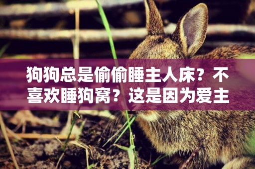 狗狗總是偷偷睡主人床？不喜歡睡狗窩？這是因為愛主人
