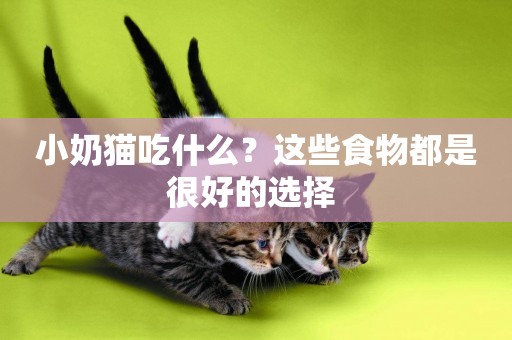 小奶貓吃什么？這些食物都是很好的選擇 