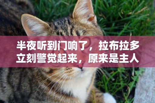半夜聽到門響了，拉布拉多立刻警覺起來，原來是主人才回來