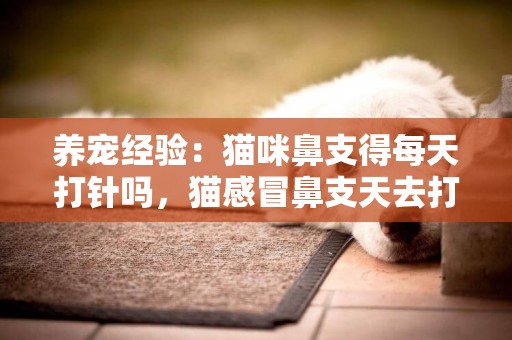 養寵經驗：貓咪鼻支得每天打針嗎，貓感冒鼻支天去打針