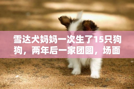 雪達犬媽媽一次生了15只狗狗，兩年后一家團圓，場面極其震撼