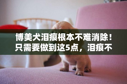 博美犬淚痕根本不難消除！只需要做到這5點，淚痕不再復發