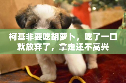 柯基非要吃胡蘿卜，吃了一口就放棄了，拿走還不高興