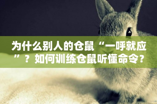 為什么別人的倉鼠“一呼就應”？如何訓練倉鼠聽懂命令？