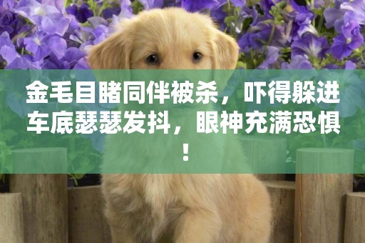 金毛目睹同伴被殺，嚇得躲進車底瑟瑟發抖，眼神充滿恐懼！