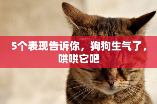 5個表現告訴你，狗狗生氣了，哄哄它吧