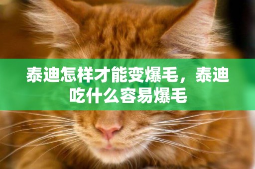 泰迪怎樣才能變爆毛，泰迪吃什么容易爆毛