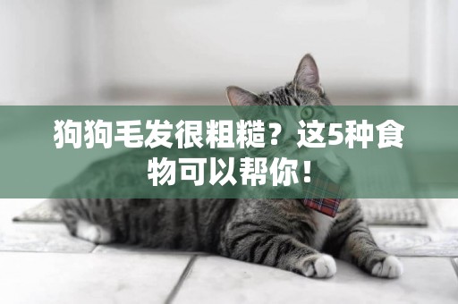 狗狗毛發很粗糙？這5種食物可以幫你！