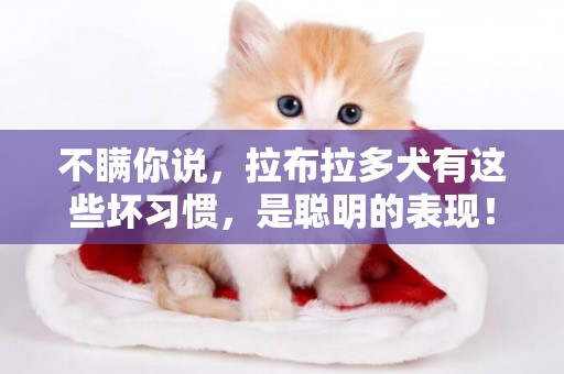 不瞞你說，拉布拉多犬有這些壞習慣，是聰明的表現！