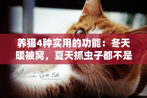 養貓4種實用的功能：冬天暖被窩，夏天抓蟲子都不是養貓的原因！
