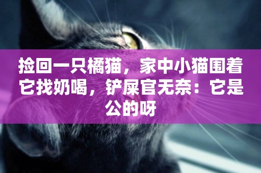 撿回一只橘貓，家中小貓圍著它找奶喝，鏟屎官無奈：它是公的呀