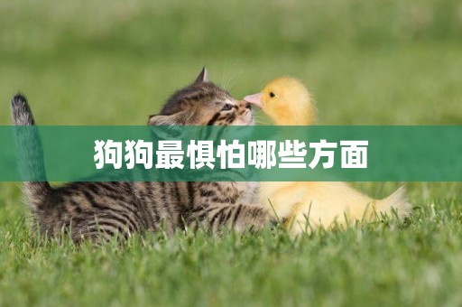 狗狗最懼怕哪些方面