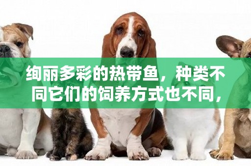 絢麗多彩的熱帶魚，種類不同它們的飼養方式也不同，一起看看吧