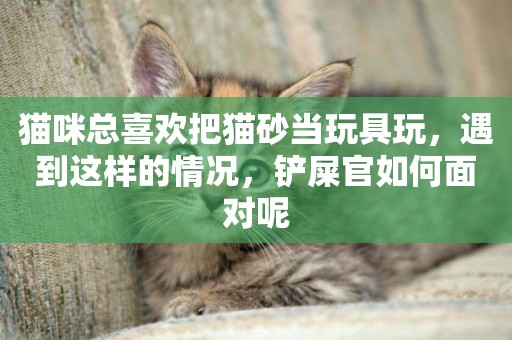 貓咪總喜歡把貓砂當玩具玩，遇到這樣的情況，鏟屎官如何面對呢
