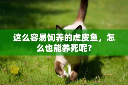 這么容易飼養的虎皮魚，怎么也能養死呢？