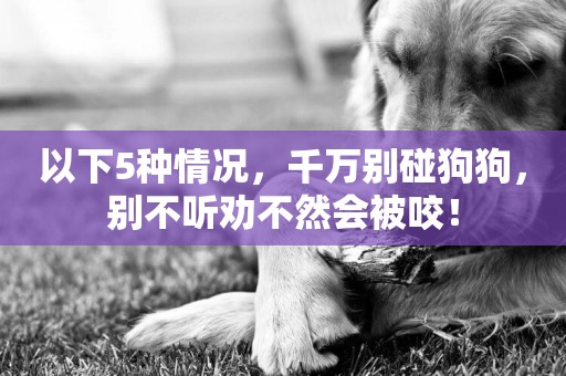 以下5種情況，千萬別碰狗狗，別不聽勸不然會被咬！