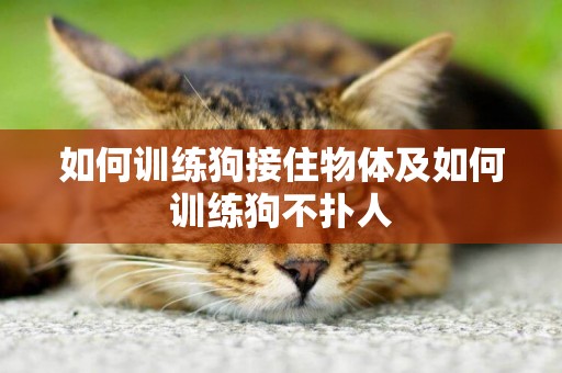 如何訓練狗接住物體及如何訓練狗不撲人