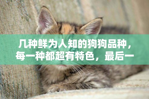 幾種鮮為人知的狗狗品種，每一種都超有特色，最后一只最萌