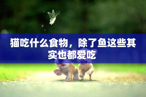 貓吃什么食物，除了魚這些其實也都愛吃 
