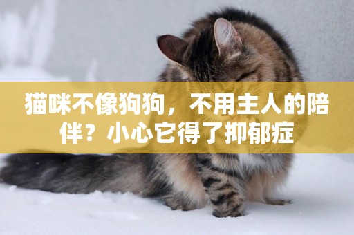 貓咪不像狗狗，不用主人的陪伴？小心它得了抑郁癥