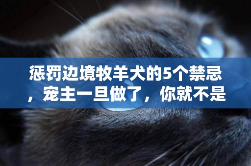 懲罰邊境牧羊犬的5個禁忌，寵主一旦做了，你就不是它的主人！