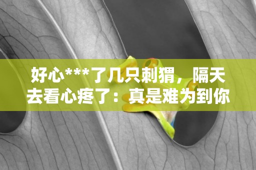 好心***了幾只刺猬，隔天去看心疼了：真是難為到你了呀
