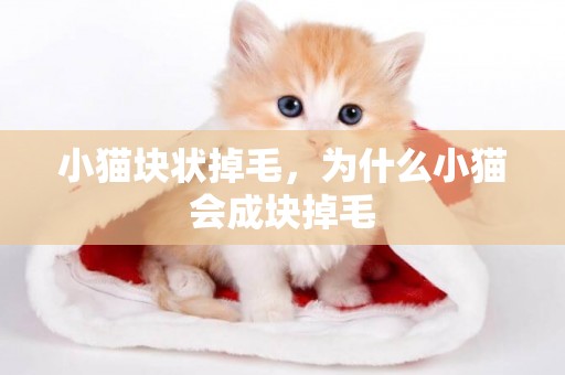 小貓塊狀掉毛，為什么小貓會成塊掉毛