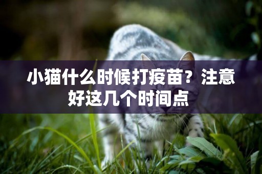 小貓什么時候打疫苗？注意好這幾個時間點 