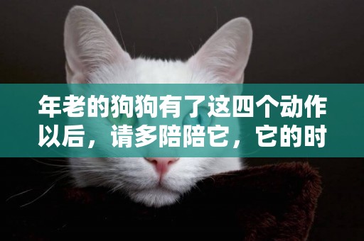 年老的狗狗有了這四個動作以后，請多陪陪它，它的時間不多了！