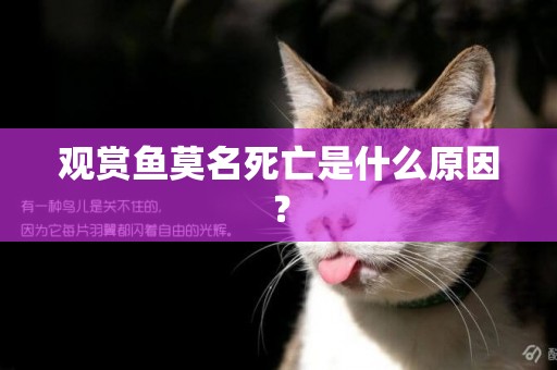 觀賞魚莫名死亡是什么原因？