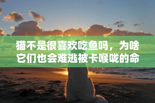 貓不是很喜歡吃魚嗎，為啥它們也會難逃被卡喉嚨的命運？