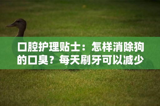 口腔護理貼士：怎樣消除狗的口臭？每天刷牙可以減少親近的尷尬嗎