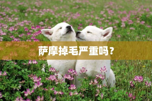 薩摩掉毛嚴重嗎？