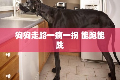 狗狗走路一瘸一拐 能跑能跳